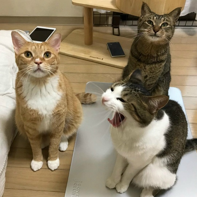 — Что такое красота?
— Это дом, где два кота.
— Что так...