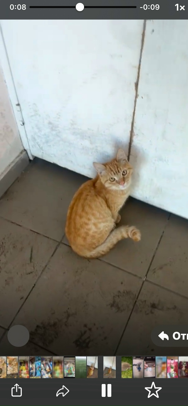 Потерялся котенок взрослый в районе юбилейный .Рыжий ,...