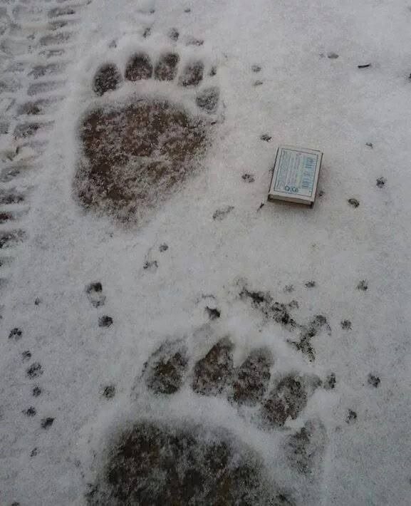 🐻 Следы крупного медведя обнаружили в Нытве
Большие ?...