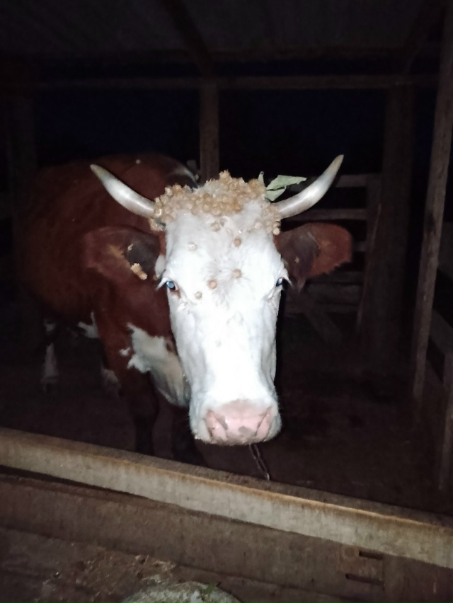 Продам корову.
Обращаться по телефону: 79996478662