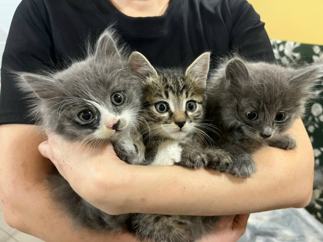 Трое красивых ребят ищут дом😍
Мальчишки, отлично ход?...