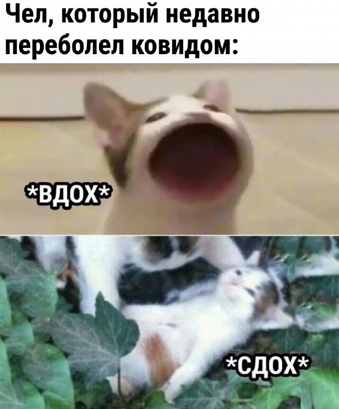 У переболевших новым штаммом ковида Stratus массово просыпается «спящая» аллергия.
Люди жалуются н