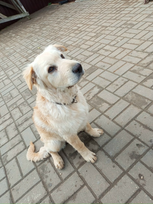 Пристраивается щенок. Кобель,4 месяца. Очень ласковый,м...