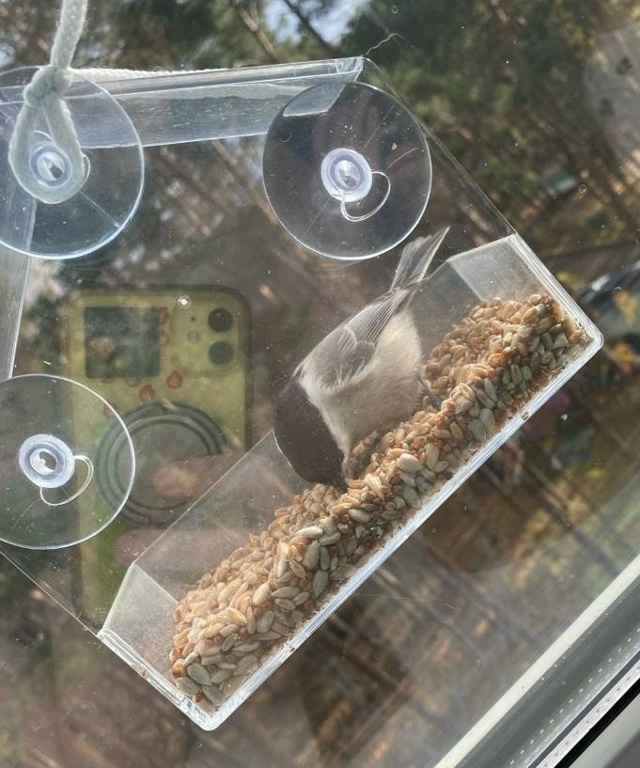Повесели кормушку месяц назад , насыпаем сырые семечки...