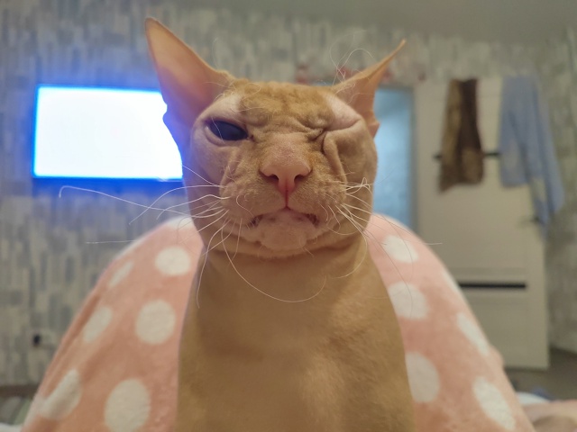 Это Дизель. Он смешной кот.