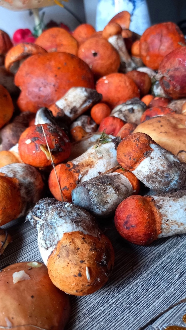 Красавчики грибочки.