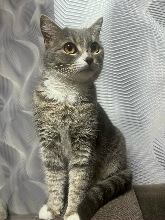 ✨️ИЩЕМ НОВЫЙ ДОМ 🏠 ✨️
26 октября была найдена кошка, ...