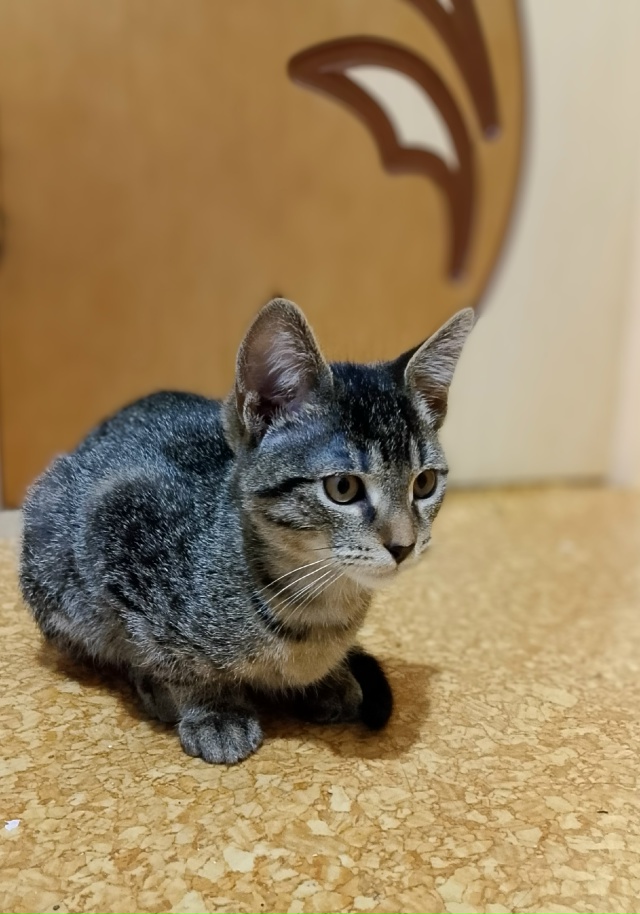 Отдам котëнка (мальчик, 3 месяца) от домашней кошки в до?...