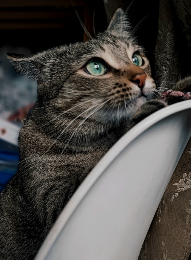 Мечтатель -Тобби ❤️