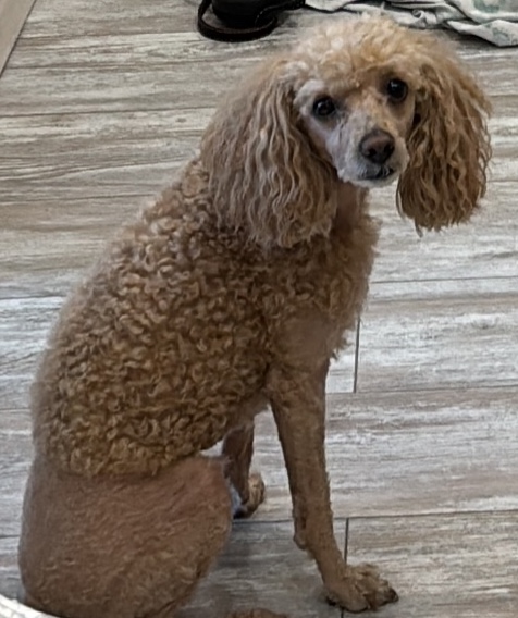 Пропала собака!
Рыжий пудель, 5 лет. По кличке Филя
Прош?...