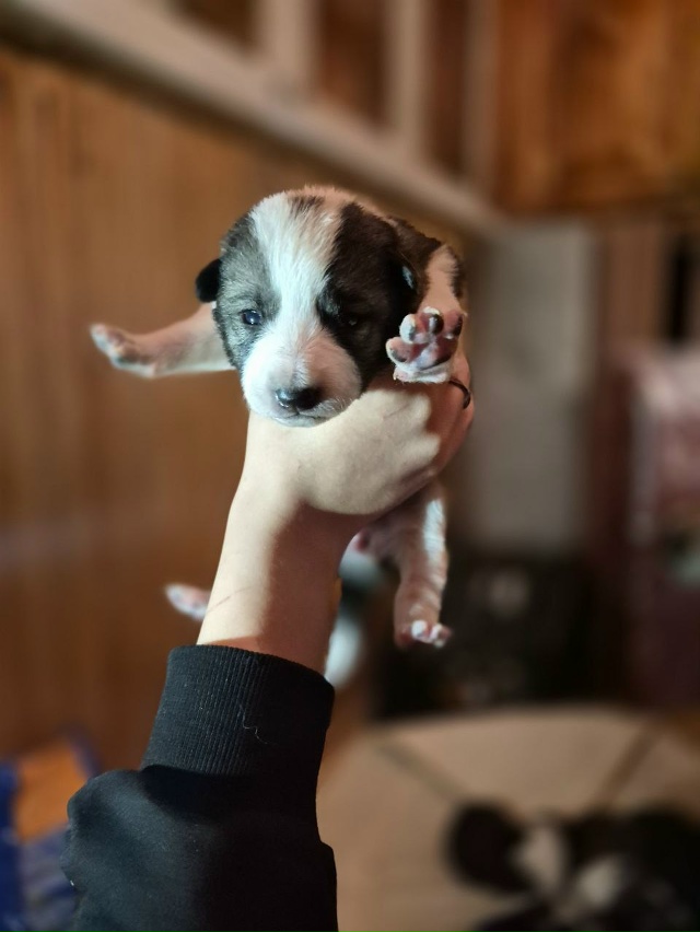 Ребята, срочно нужна помощь. Щенки научились ходить, пи...