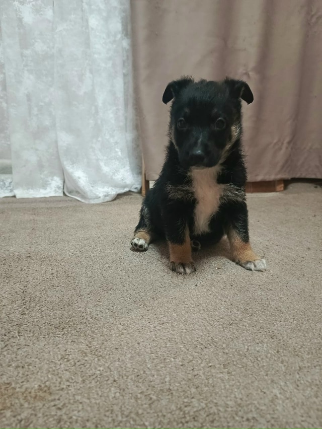 Щенята ищут добрых хозяев!
8 915 969 76 12