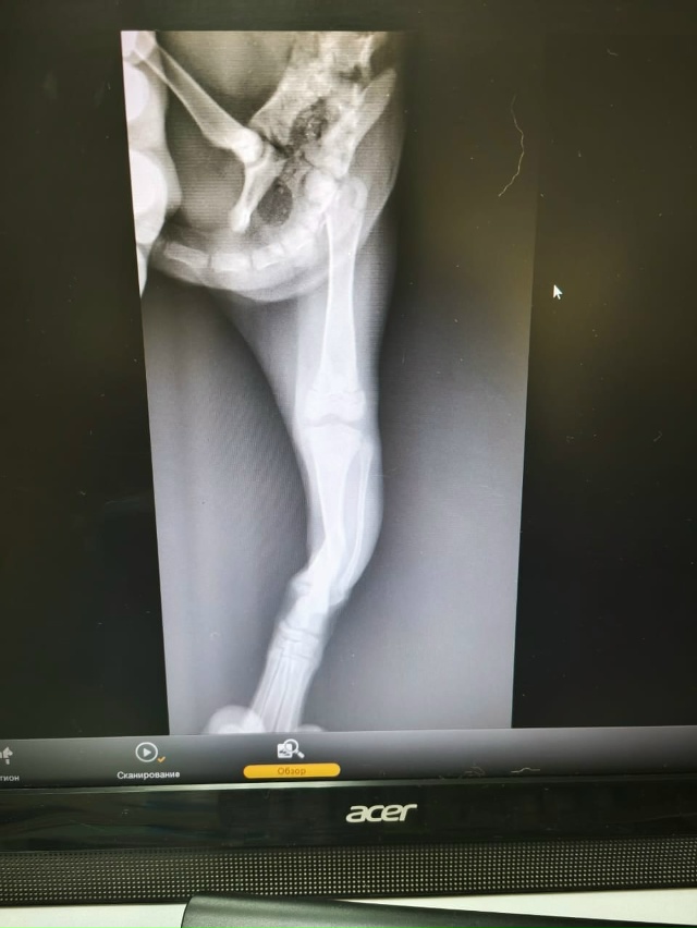 Группа помощи животным просит помощи в срочной операц...