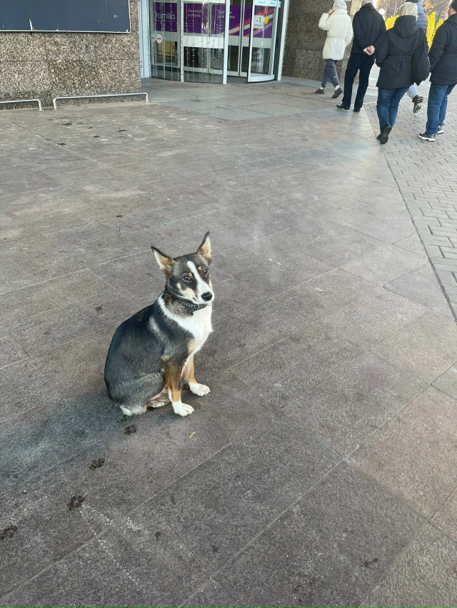 Орехово-Зуево
Якова Флиера 4
Может кто потерял
Видимо ?...