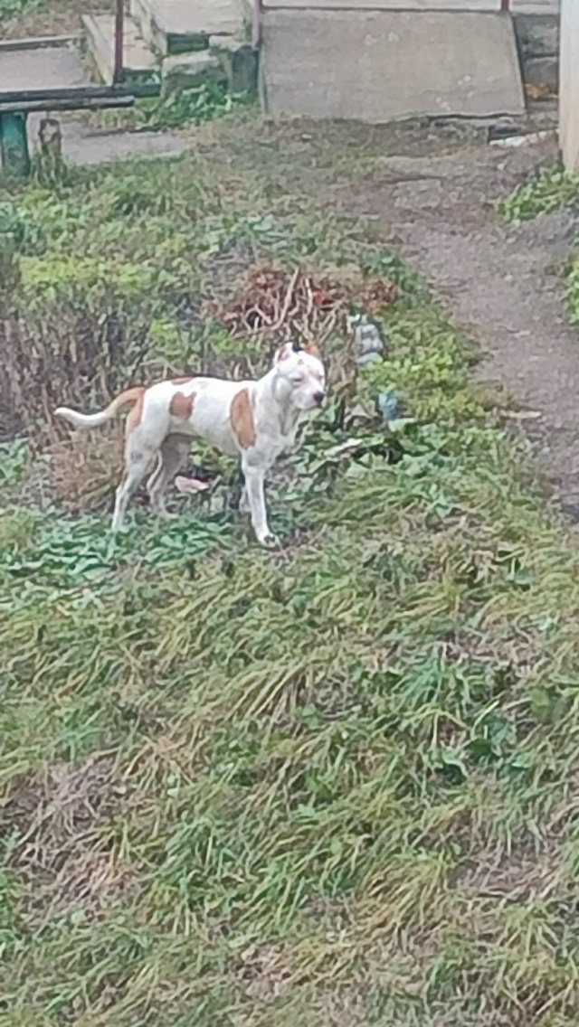 Кто потерял собаку??? Напугана,растеряна,близко не подх...