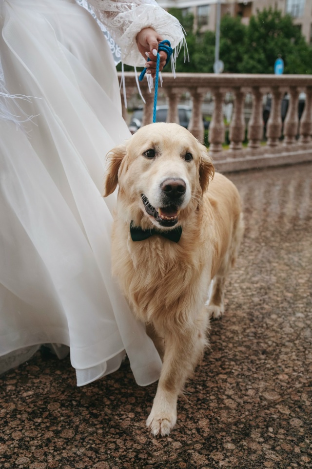 25.07.25
Мы и наш важный гость на свадьбе золотистый ретри?...
