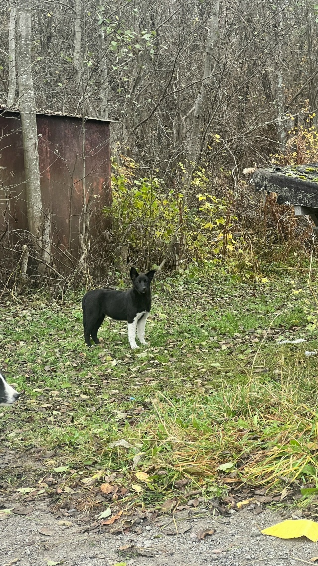 Хорошенькие с необычным окрасом, красивые щенята ищут ...