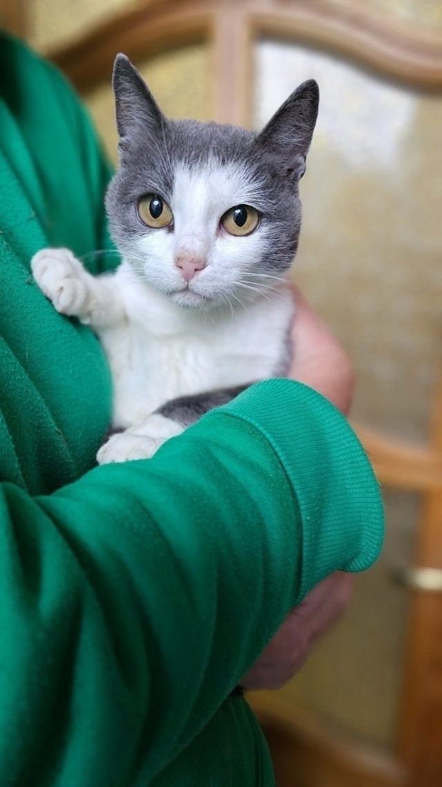 Это не просто кошка - это живая энергия с достоинствами...