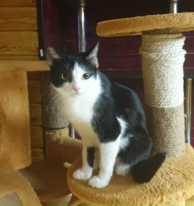 🐈 Молодая кошечка Китти в дар ✨️❗️ Китти– пусть ?...