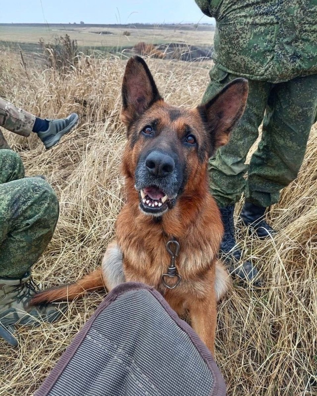 ‼️Наш боевой напарник — всегда на страже, всегда рядо...