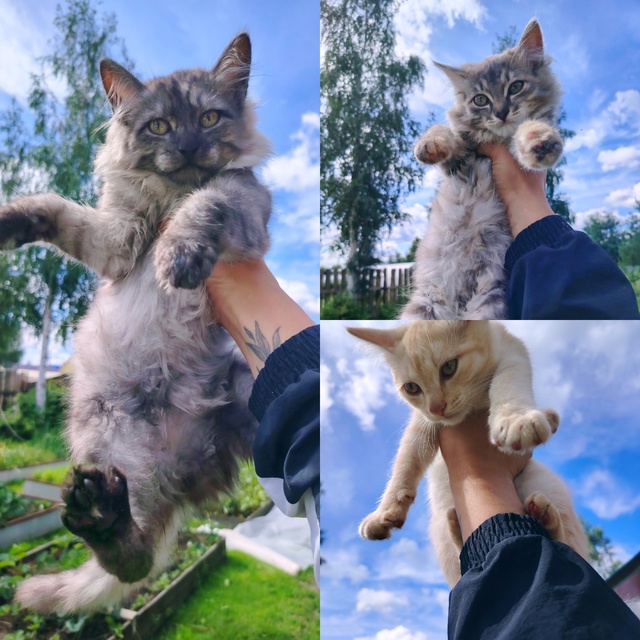 Котята в добрые руки. Два джентльмена и лапочка девочк?...