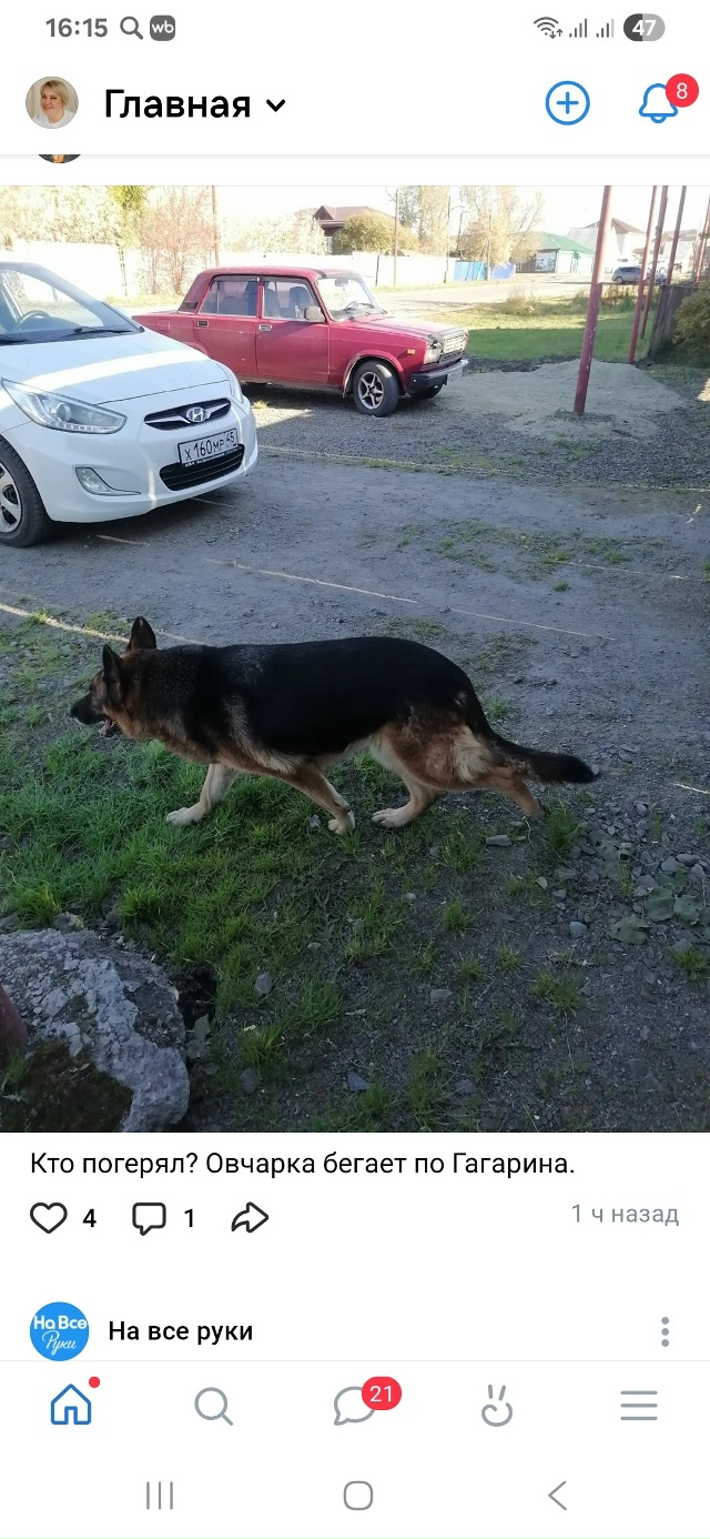 Пост для ваших животных в комменты отдам приму нашли п?...