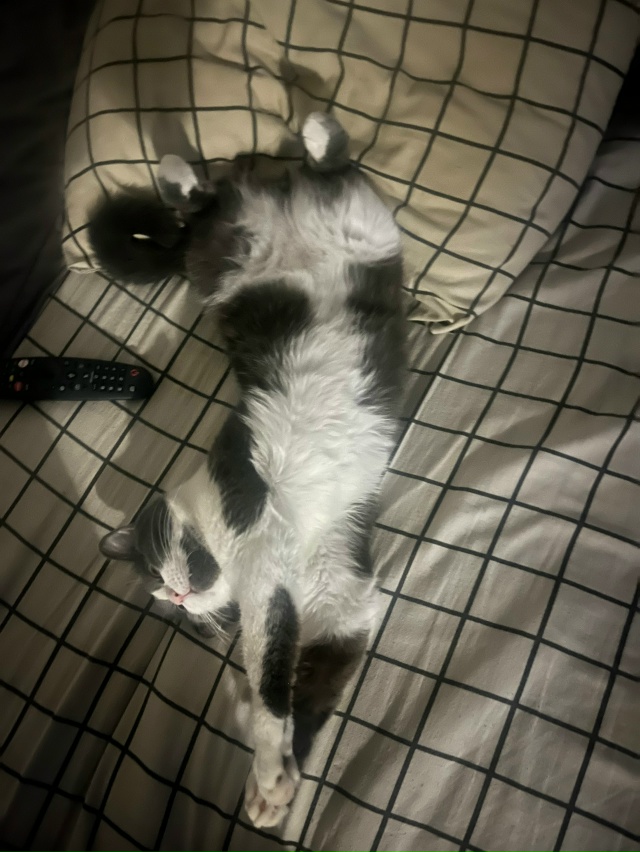 Мой поросеночек по кличке Сёмский