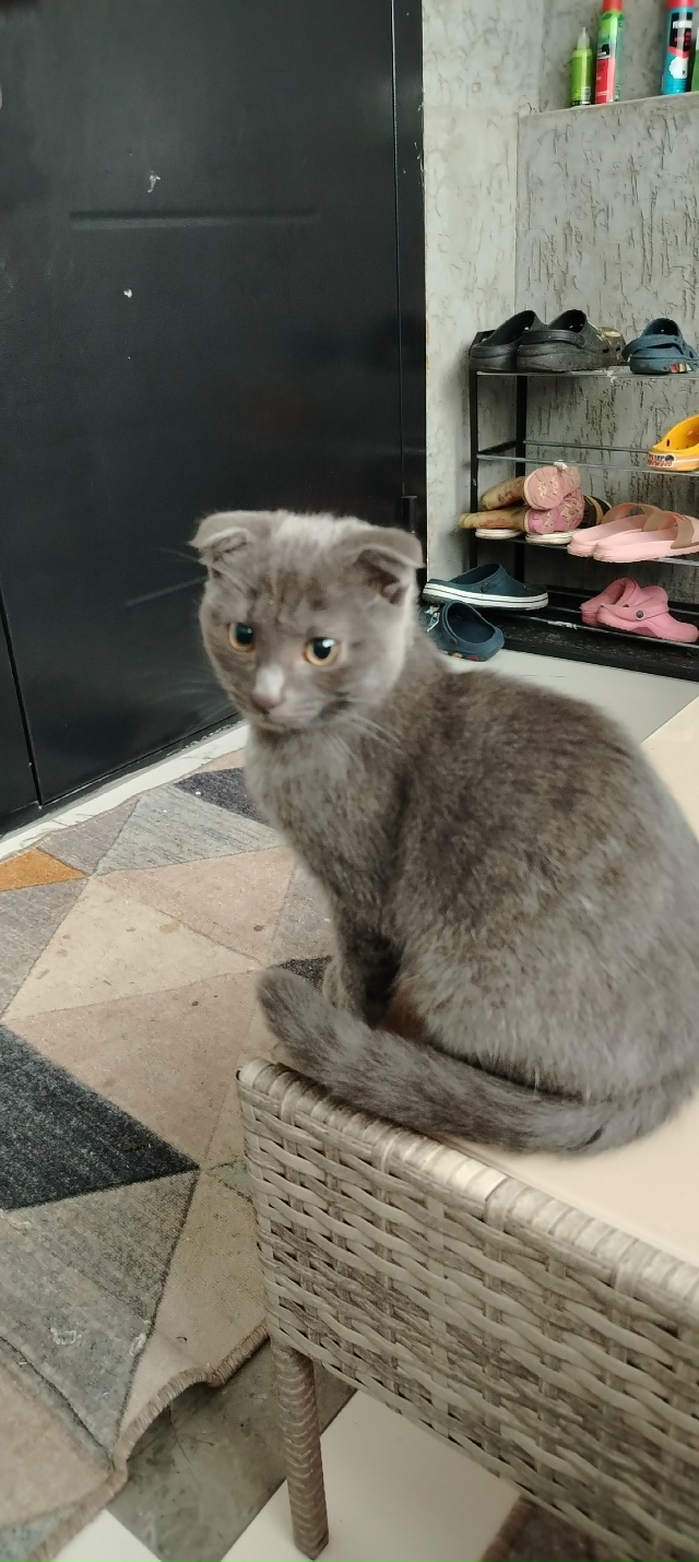 Отдаю в добрые руки, так как одна семья просили оставит...