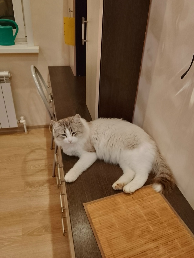 Кося, бог комода! 🤗