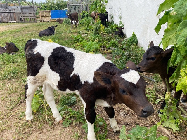 🐮Сотрудники УФСИН занялись разведением новых пород к...