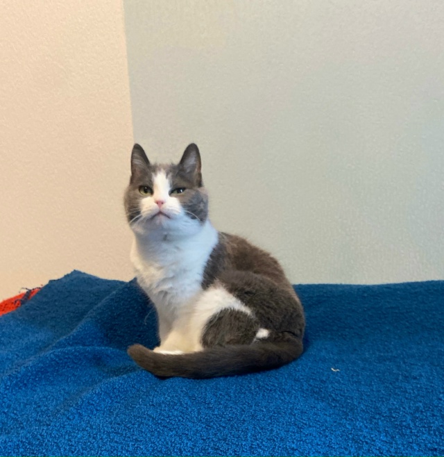 #мурёнакошечка и её смешные мордахи. Два года живет с н?...