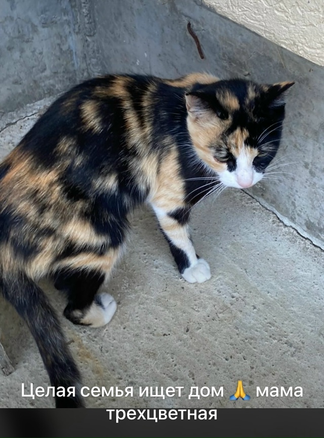 Приблудилось целое семейство и ищет дом ? пол котенко...