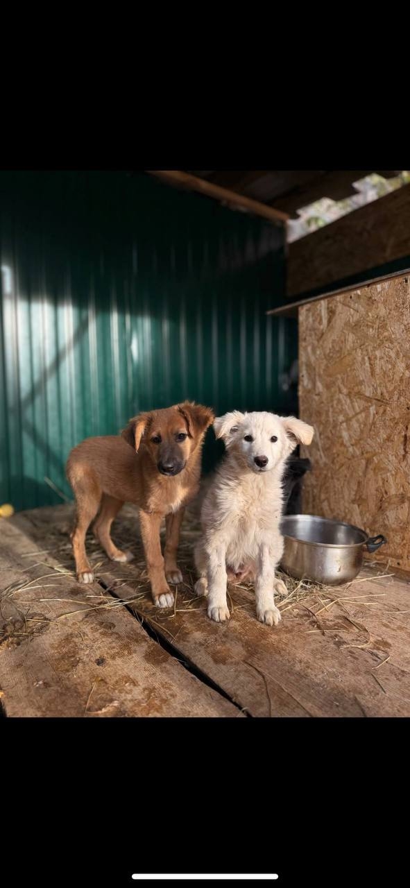 ‼️ СРОЧНО ‼️🚨
Щенки в отлове Ульяновска‼️🚨Через 3...