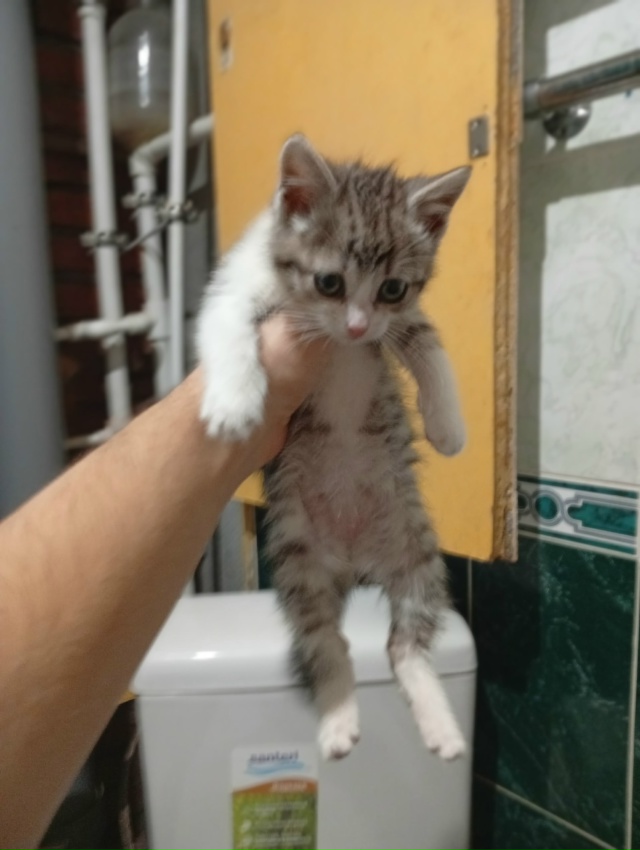 Отдам котенка в добрые руки. Мальчик, два месяца, энерг?...