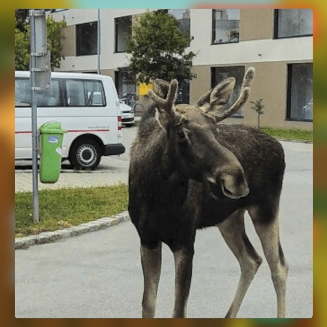 Безумные приколы
Городские жители привыкли к белкам и ...