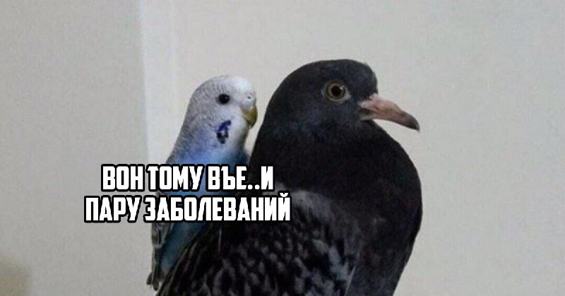 Уличные голуби могут переносить до 90 инфекций, из которых не менее десяти опасны для человека, вклю