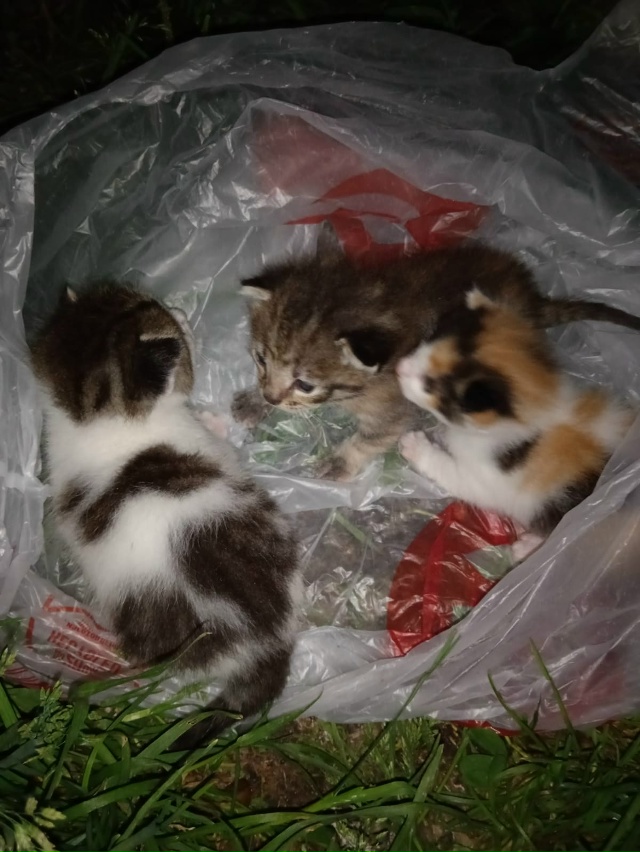 Нужна кормящая кошка, сами не едят. Тел 89119172631 Татьяна