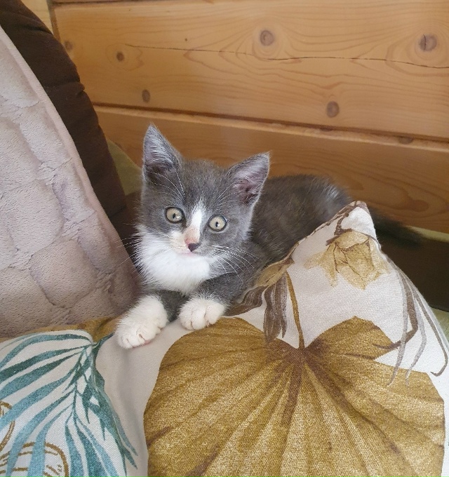 🐈Котята ищут дом🐈
Были спасены с улицы.
Оба мальчики...