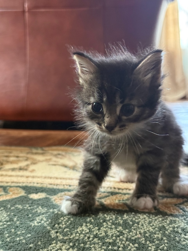 Отдадим котят в добрые руки, котятам полтора месяца, ку...