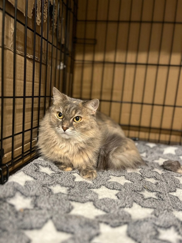 SOS 🆘 SOS 🆘 SOS 🆘 SOS 🆘 SOS 🆘 SOS
ДАШЕНЬКА 🐈
Кошку снова на...