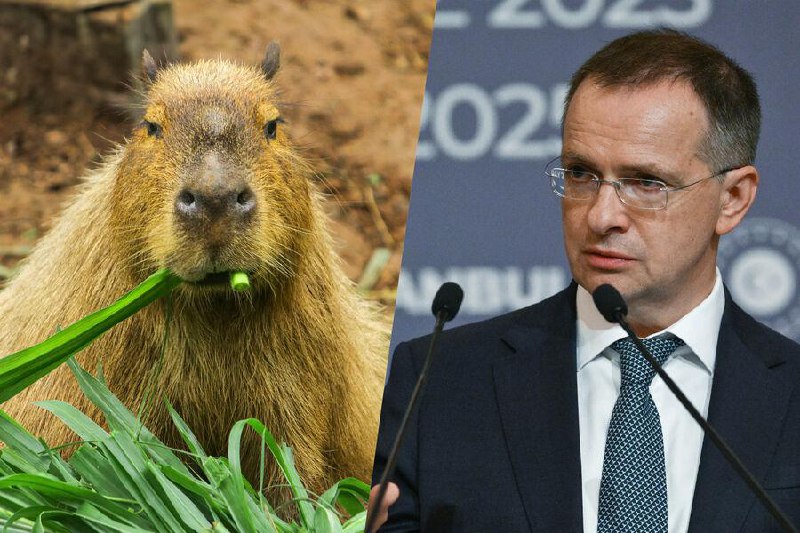 Мединский признался, что до недавнего времени считал капибар выдуманными существами.
Помощник през