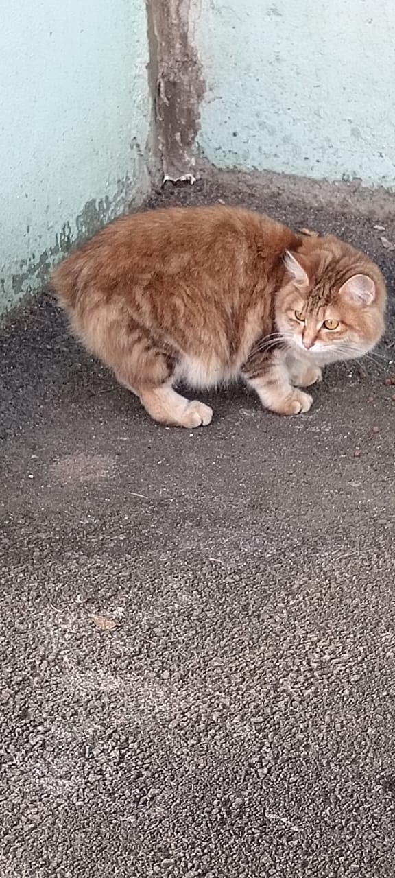 Добрый день. Около дома ЛК 12 бегает кот, чистый домашни?...