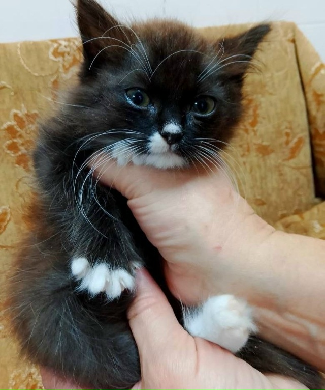 Коты в добрые руки
89308413854