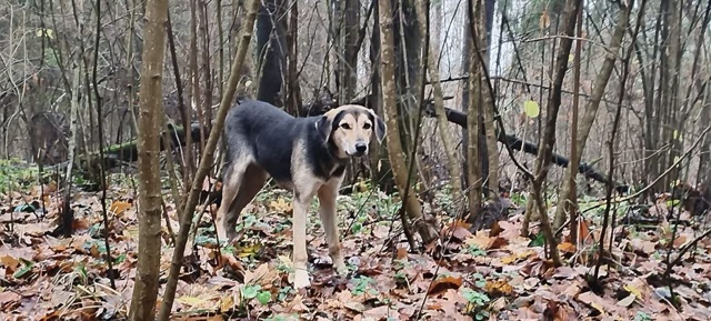SOS‼️
Внимание! Между поворотом на Игумново и СНТ Перв...