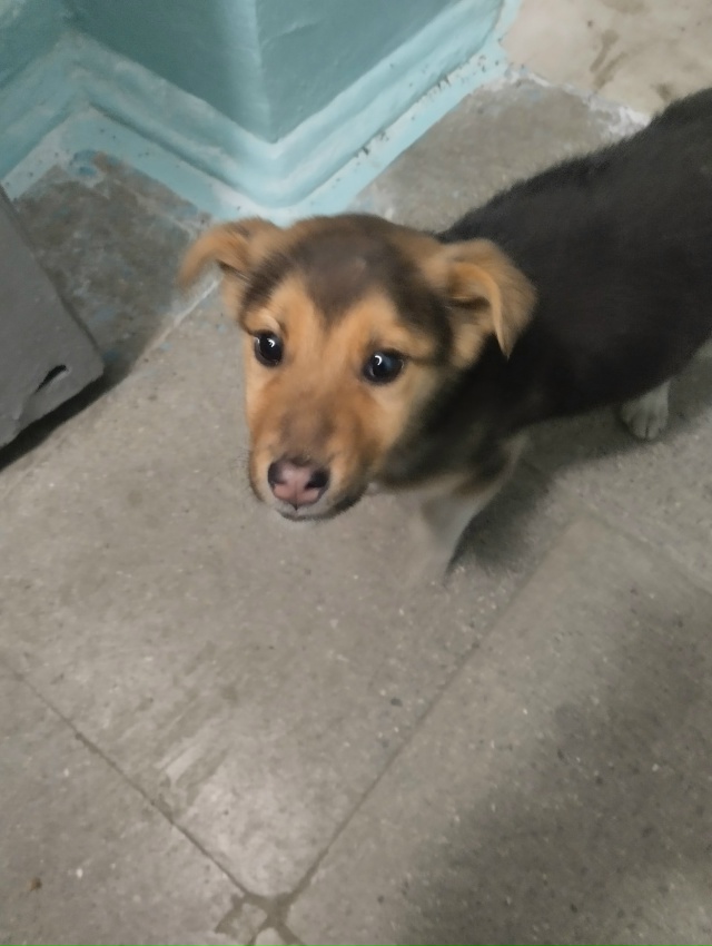 Нижняя Тура, чья собачка?
Бегает по ул. Новая район Мин?...