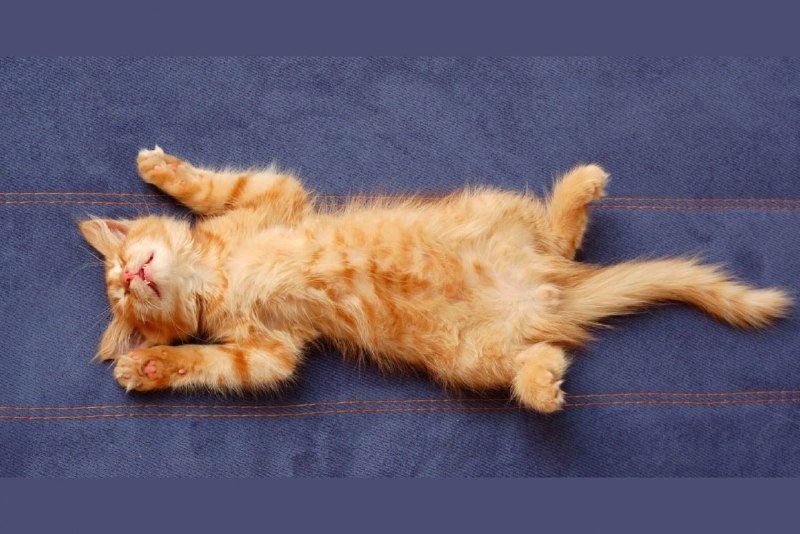 Девочки, сегодня отмечается День валяния дурака — он посвящен отдыху, расслаблению и занятию «беспол