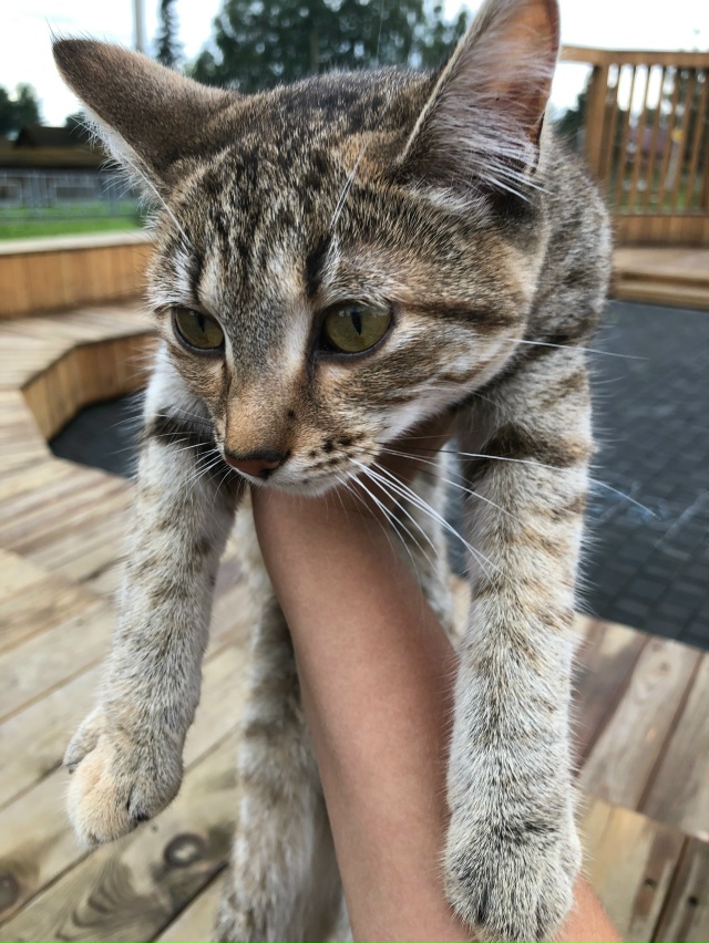 Кошка гуляет возле почты,библиотеки.Видно,что домашня?...
