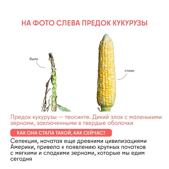 Как изменились овощи и фрукты за тысячи лет Задумывал...