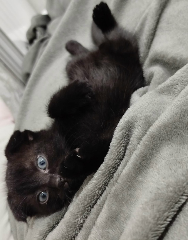 Отдаём котят в добрые руки
Чёрно белый - мальчик
Чисто...