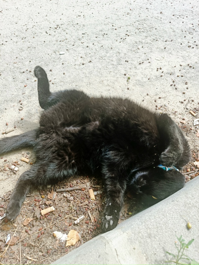 Барон (Бегемот)